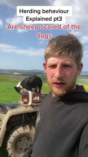 Understanding Sheepdog Herding Behavior