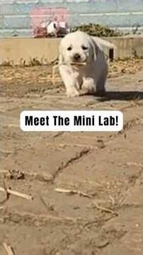 The Dog That NEVER Grows Up 🐶 Meet the Mini Lab!