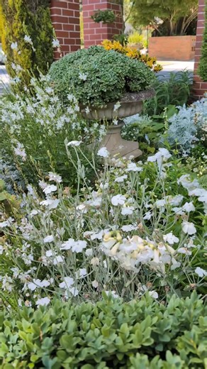 A huge transformation over the last couple of weeks. I don't rest up though. I need to get it looking good for autumn. | Radiant Gardens Horticultural Presenter