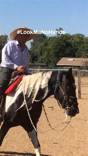 S&D Horseback Riding🤠 on Instagram: "Daydream 🐴 showing off her flashy moves with only saddle and leg cues under careful beginner instruction from her trainer, Fidel. #horsebackriding #Horsetraining #norco #horsetownusa #Startinghorse #Gaitedhorse"