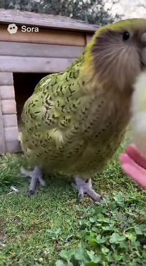 鳥の可愛いおもしろ動画集