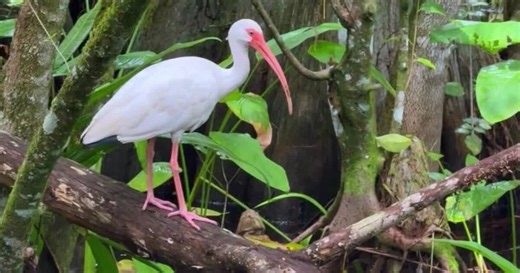 Southwest Florida's hidden gem: Corkscrew Swamp Sanctuary contains world's largest old-growth cypress forest