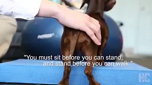 57K views · 472 reactions | A Houston area vet started using stem cell therapy to treat dogs with paralysis five years ago. He said he is one of the only veterinarians in the Houston area and the country using the therapy. https://chrn.cl/2H7UD0H (Safari Animal Centers) | Chron | Facebook