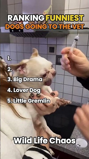 Ranking Funniest Dogs Going to the Vet