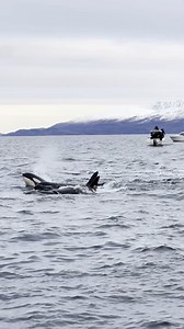 101K views · 3.5K reactions | Happy New Year! 2025 has come to an end, and we are looking back on one of our best memories of the baby orca that was born in front of our eyes <3 The newborn baby is supported and held above the surface by its family <3 This is a video that has never been released before. With these tender moments, we wish everybody an exceptional 2026! @top fans @Followers #babyorca #newbornorca #orcacalf | Orca Channel | Facebook