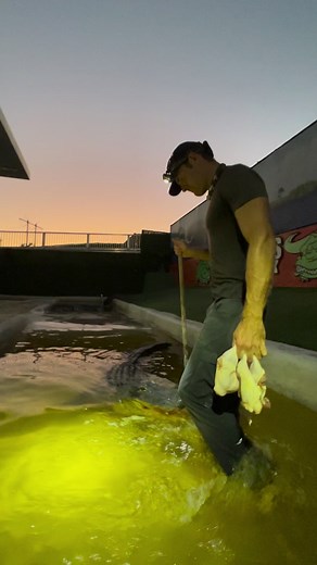 Macho and muttley both having manners! That’s a nice change of pace for muttley 😂😂. Nice to see him being calm and gentle. More info from previous posts-At Everglades Holiday Park We feed our gators at the rescue once a week, that’s it, and only a few pieces each. 40lbs between about 20 gators, once a week. And most are overweight from this! That’ll blow a few minds, but you just have to remember your high school biology! Being that they’re ectotherms and don’t produce their own body heat, the