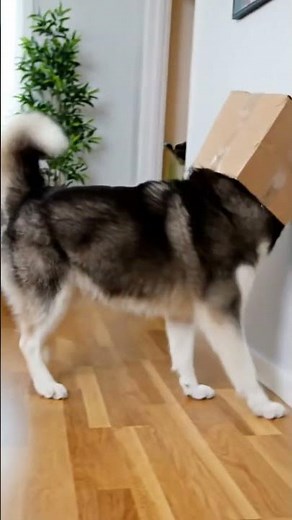 เมื่อไซบีเรียน...อยากเป็นหุ่นยนต์กล่อง! 🤖📦 #หมาตลก