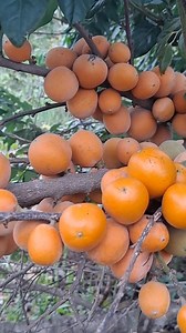 228K views · 2.8K reactions | #decouvrirlaguinée #tourismeguinée #foutadjallon #viesauvage #viesimple #guineeauthentique Watsapp : +224 625700745 Mail: bahtibou@gmail.com | TIBOU BAH guide Touristique en Guinée Conakry | Facebook