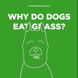 15K views · 71 reactions | You take extra special care in feeding your fur baby the right food, so why do they insist on eating grass?   | Hill’s Pet Nutrition | Facebook