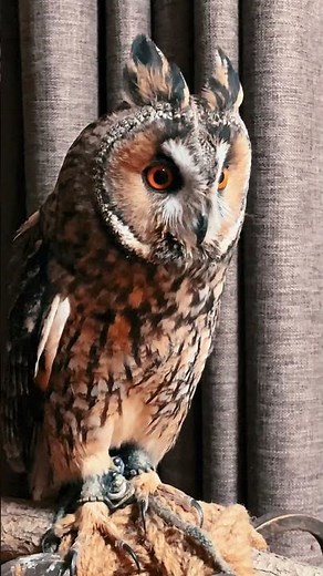 Owl turning his heads 360 degree//Nature beauty