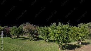 Real tree cornus mas group in movement - 05 sunny day with alpha channel ready to insert in your #vfx works as a separate layer