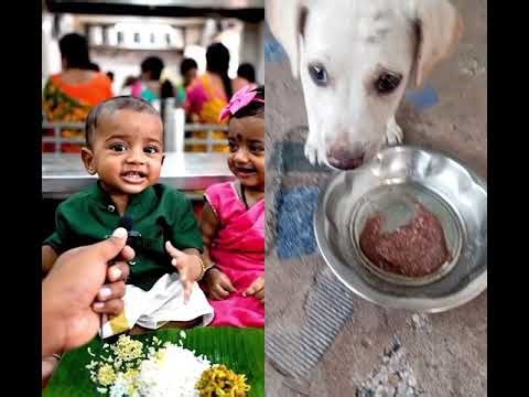 🐕🦮அல்வா மாதிரி இனிப்பா இருப்பாளா #trending #funny #doggielife #comedy #puppylove #cutedog #cute baby