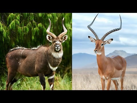 What's The Difference Between Antelope vs Impala: Nature's High Speed Sprinters