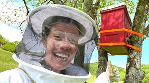 I built a bee trap and caught swarms!🐝