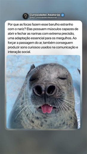 Focas 🦭😂 #curiosidades #mistérios