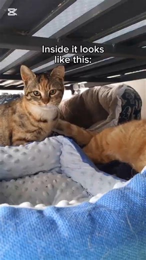 And inside the cathouse is a CCTV camera, so we can check if everybody's there...