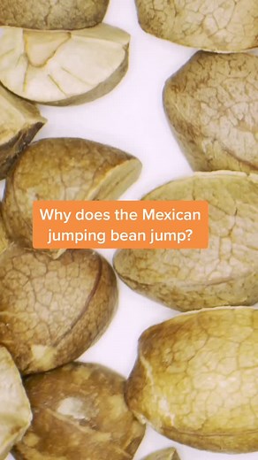 Exploring the Curious Case of Mexican Jumping Beans