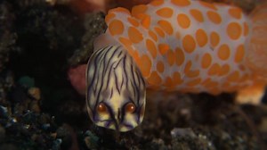 7.5M views · 11K shares | Don’t let their cheerful colors deceive you—these bottom-dwelling mollusks sometimes eat their own kind. | National Geographic | Facebook