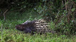 Malayan porcupine, Himalayan porcupine, Large porcupine (Hystrix brachyura ) in nature