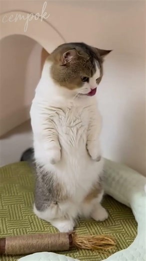 Cat Standing Upright with a Funny Expression