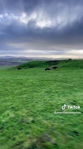 Border Collie Racing Scotland: Amazing Dog Video Compilation