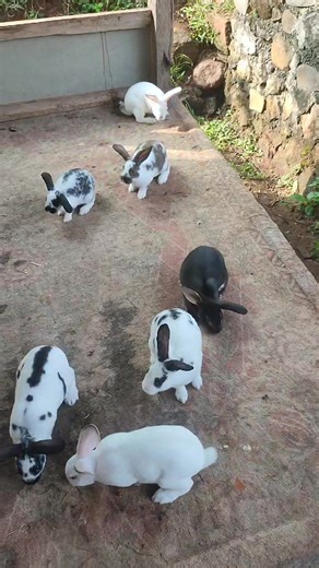 Understanding Jr. Rex Purebred Rabbits