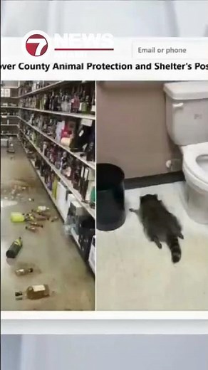 Raccoon found passed out in bathroom after raiding Virginia liquor store