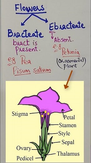 Bracteate and Ebracteate Flower||Flower Morphology, Class 11- Neet #biology #Morphology