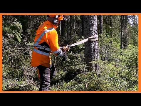 Learn How To Pull a Tree Down Safely