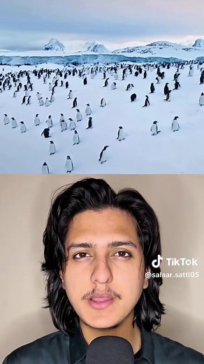 New Penguin Species Discovered: What We Know About the Gentoo