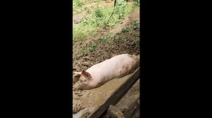 Amusing moment pig relaxes in mud on farm in the Philippines