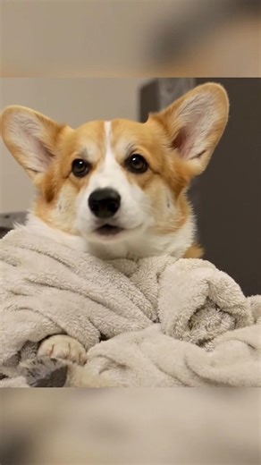 POV : Me after doing work 18 hours and then after my health get insurance😊#trending #memes #ytshorts