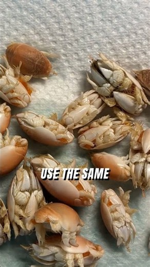 Why you NEED to salt your sand fleas 🧂 #fishing #saltwater #beachfishing