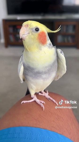 Discover the Joy of Cockatiels: The Happiest Little Bird
