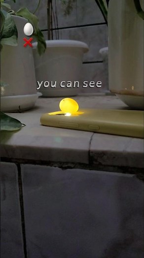 I Checked My Bird’s Eggs… and This Happened 💔