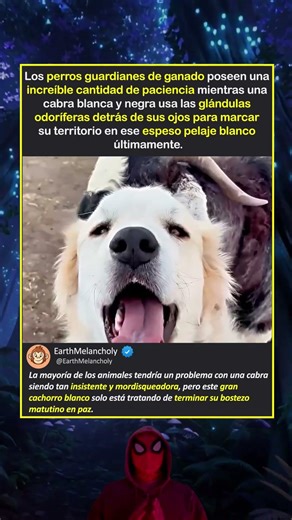 UN DÍA EN LA VIDA DE UN PERRO DE RANCHO