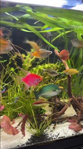 GloFish red starfire angelfish in community tank with rainbowfish #glofish #starfirered #angelfish