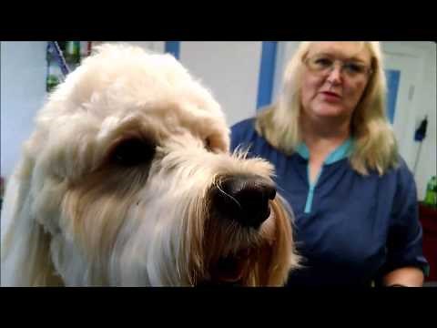 How to brush a Goldendoodle yourself