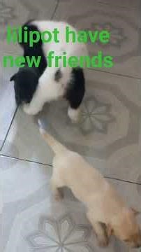 lilipot have new friends #puppieshorts #puppiesfriends #cutepuppy