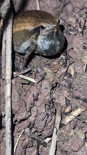 Sound of a frog croaking 🐸