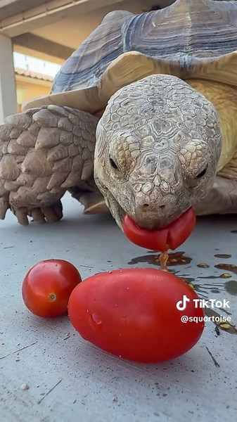Cherry Tomatoes: A Perfect Snack for Tortoises