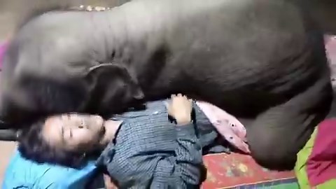 Même s’il pèse déjà plus de 200 kg, ce bébé éléphant veut toujours dormir avec son humain… comme quand il était nouveau-né 😍🐘👉 Toujours un bébé dans sa tête. 🥹