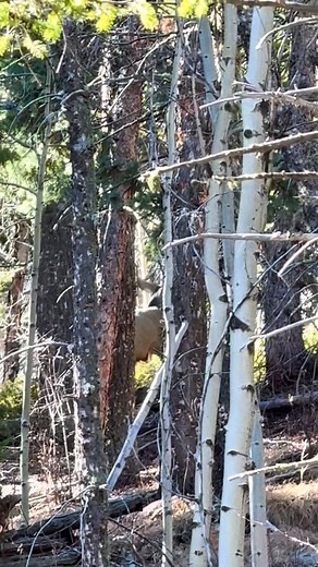 Monster buck has to have 3 foot wide beams!! I saw this monster mule deer buck while out bushwhacking this morning!! I couldn’t get any closer. He is not only one of the biggest I’ve ever seen, but is very smart. It wouldn’t move until I moved about 20’ towards him each time. It took me 30 minutes to get close enough to catch this brief video. We at about 9,800 feet when I first heard him. 😳🦌💙 #naturelovers #deer #bucks #deerseason | David Northrup
