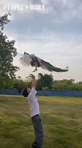 3.9K views · 487 reactions | Trust is a cure: A peafowl breeder trains a blind peacock to restore its strength in legs. | VideoChina | Facebook