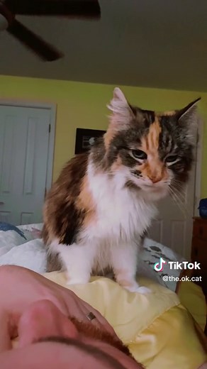 Morning Routine with Akkodha: Cute Cat Waking Up Owner