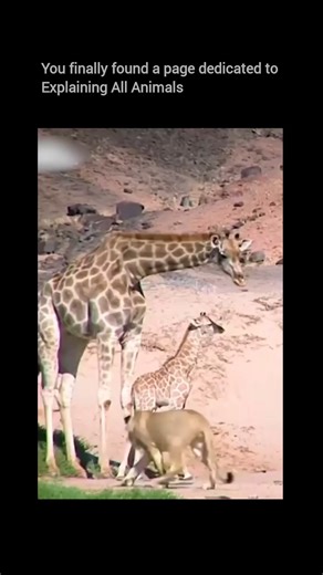 Explaining all animals on Instagram: "Follow @explainingallanimals to understand the harsh realities of survival in the wild 🦒🌍 This moment shows how vulnerable giraffe calves are in their first days of life. When danger approaches, a mother giraffe may kick, charge, or reposition quickly to protect her calf. In the chaos, calves can sometimes be knocked down unintentionally—but this isn’t neglect. Standing up fast after a fall is actually a critical survival skill young giraffes must develop 