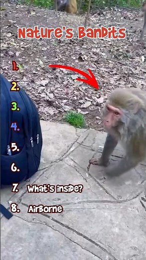 Nature’s Bandits: The 10 Most Skilled Stealing Animals