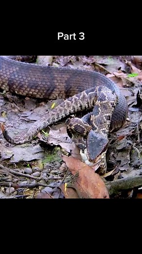 Snake hunting snake😱 #wildanimals #snake #snakesoftiktok #animals
