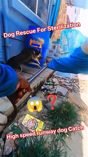 Dog Rescue Action Film Style Like ALPHA Movie Trailer 🎥🐶 #StrayDogCare #ViralShorts #YouTubeShorts
