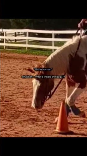 it's a gu-! #horse #equestrianjourney